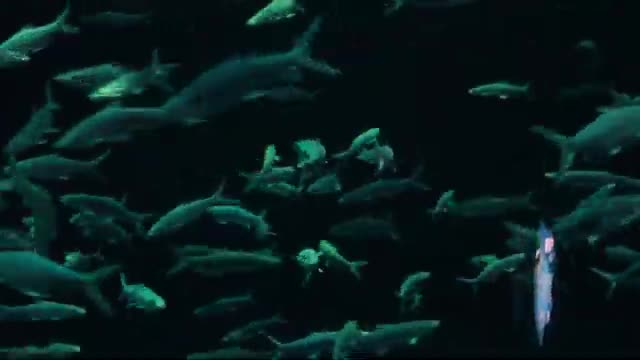 Amazing fish video