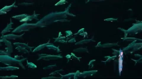 Amazing fish video