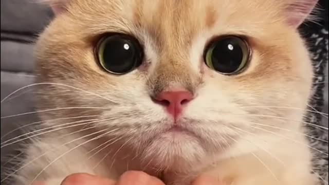 Baby Cats - cute baby cats meowing