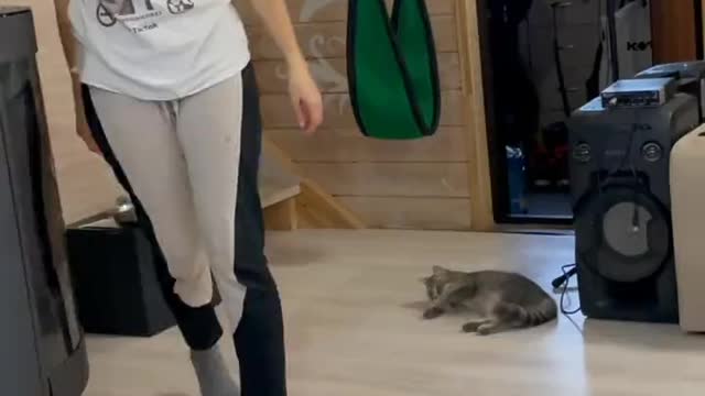 Crazy Cat😂🐈🐈