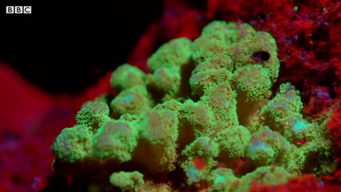 The Last Coral Reef of Galapagos | BBC Earth