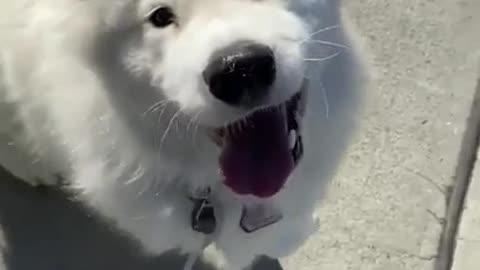 When your dog constantly loves you