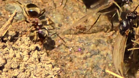 Ants at their cave close-up / beautiful insects in nature / ants with wings.