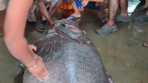 Villagers caught a big fish - unreal animals