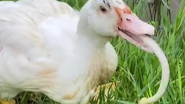 unbelievable duck eating snake alive. OMG