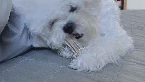 Puppy Jenny's so cute video (26)