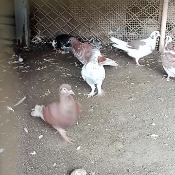 amazing video status viral hog viral TikTok#shorts #beinggoodisboring