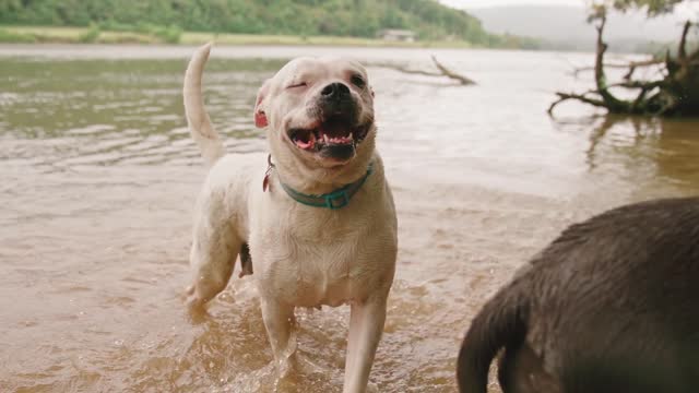 dogs playing in the river