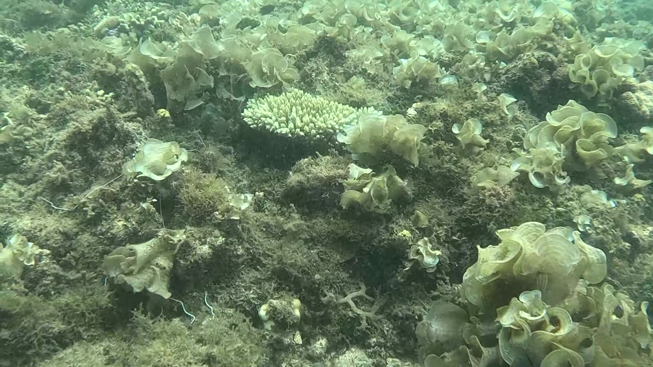 Morning Snorkeling Adventure