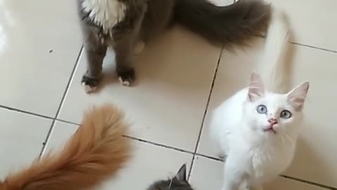 Group of Cat playing