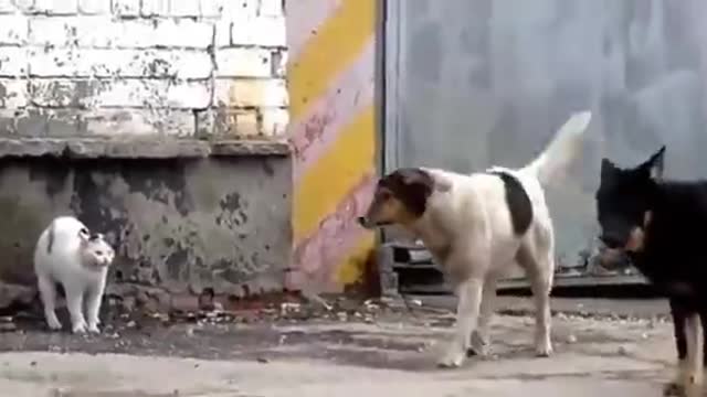 Two dogs versus a cat