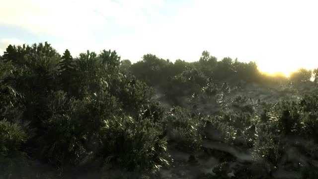 Forest Flyby (with sound)