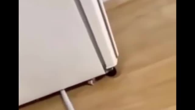 Cute little mouse scares the cleaner