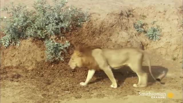 An Angry Hippo Charges a Trespassing Lion