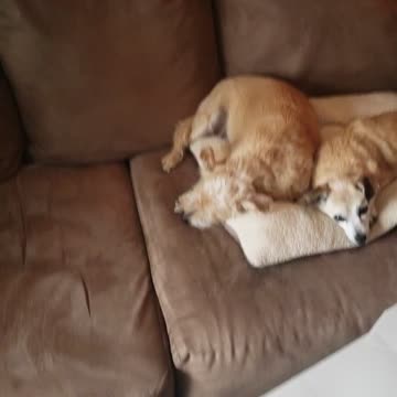 2 animals cuties sleeping together