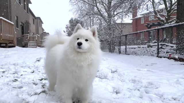 My Dog is Stunned After Seeing the Snow falling in the Long Time | Funny videos |#OfficialDeep13