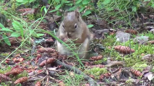 the fastest animal in eating nuts from cones