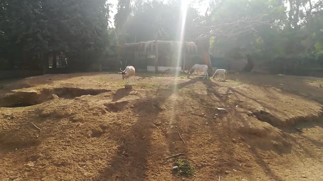 Gemsbok Oryx Family Safe Inside Zoo