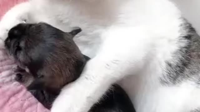 The Cute Cat With Baby Dog😱😱😱See The Frie