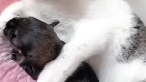 The Cute Cat With Baby Dog😱😱😱See The Frie