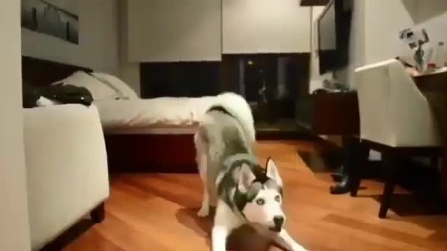 Whose dog is so lively