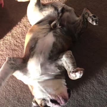 Bulldog sees Q-Tip, knows exactly what to do