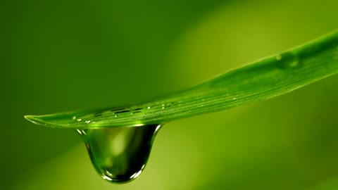 Water drips from the green blades of grass
