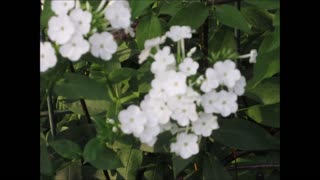 New Beginnings White Phlox July 2021