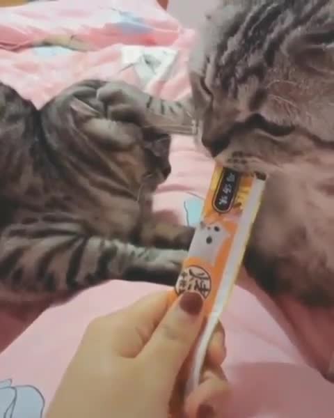 Cats don't like to share