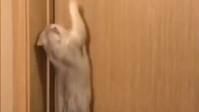 Cat jumps and grabs doorknob to enter room