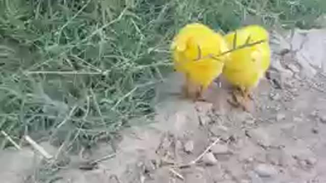 Baby Chicks | Colorful Chicks | Short Video | Baby Chicks Playing Coloured Chicks | Pets Heaven TV