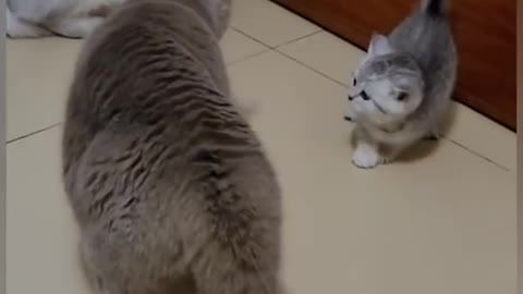 Cat Funny Video