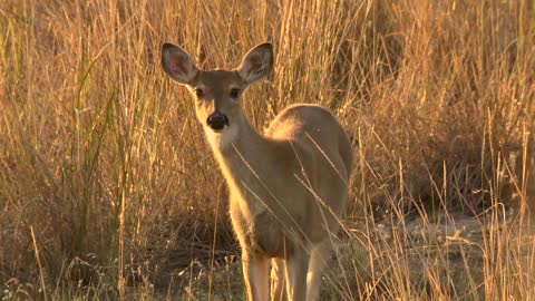 Such a cute deer, do you want to be his friend