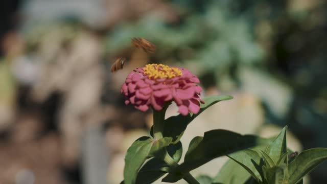 Bee on a flower