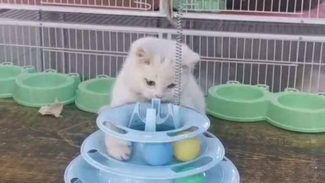 Cutest Animals is playing with doll,shorts