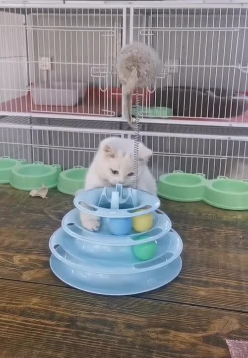 Cutest Animals is playing with doll,shorts