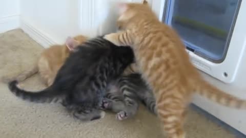 Puppy breaks up kitten fight