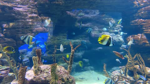 There are a lot of beautiful fish in the aquarium