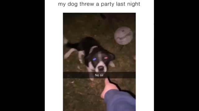 Puppy caught having a yard party with neighboring dogs look at this