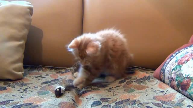 Cat adorably confused by a fake rat