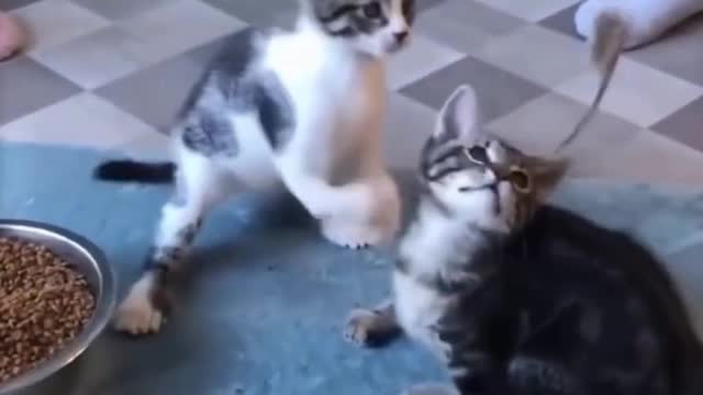 🤣 Funniest CATS - Funny Awesome CATS 😇 ➤ ➤Try Not To Laugh