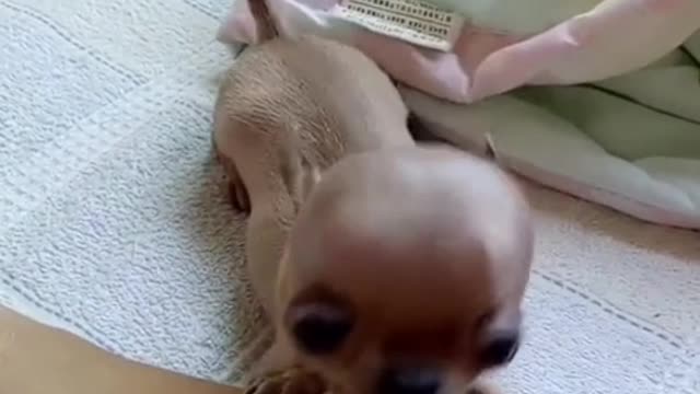 "It's said that a liar is a puppy, but a puppies don't lie."