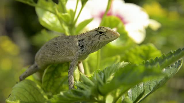 A leazerd on green leaves