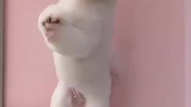 Cute Puppy 1