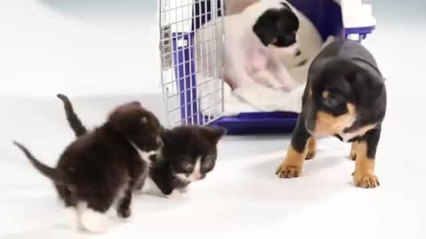 Kittens Meet Puppies For The First Time