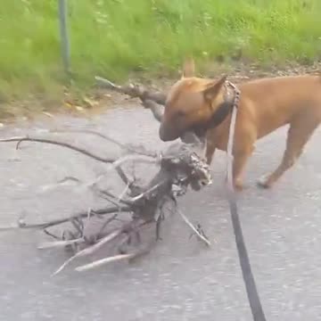 Perro adora a un árbol, decide llevárselo a casa