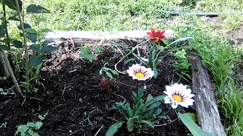 Flowers on the land of an abandoned house