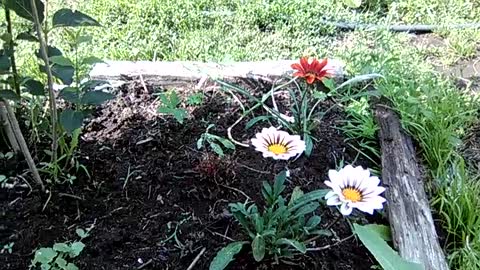 Flowers on the land of an abandoned house