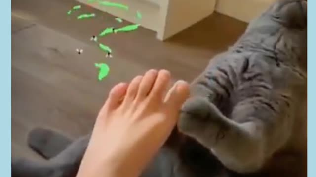 Cat Funny videos