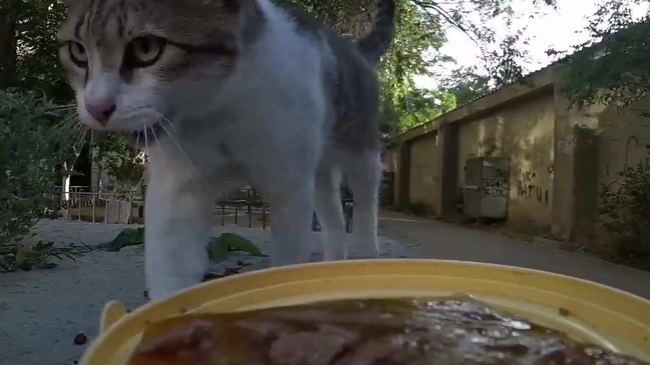 Cat Meals On RC Wheels